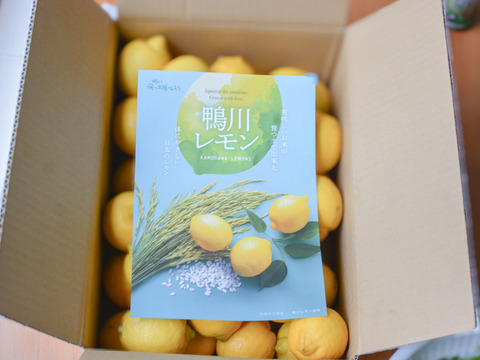 「ちばエコ農産物」認証鴨川レモン 秀品3kg【食べて実感！まろやかな酸味】農薬最小限