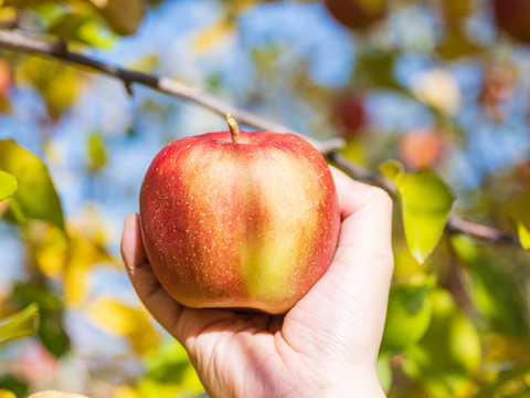 【福袋】数量限定！収穫最終日の樹上完熟りんご 葉とらずふじ 2.5kg (6～10個)