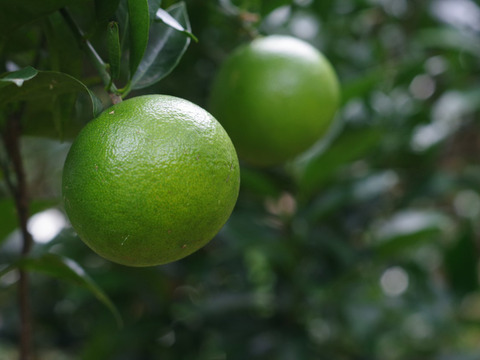 屋久島の新しい調味料「青切り塩たんかん」 柑橘の香りが食欲をそそります。（４個・箱なしエコ包装）