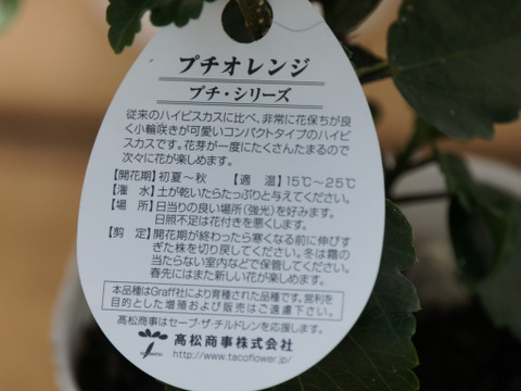 ロングライフハイビスカス  プチオレンジ[4寸鉢]