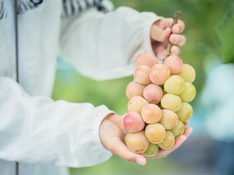 【家庭用】大注目品種！ロゼ色が可愛らしい、クイーンニーナ1kg（2〜4房）