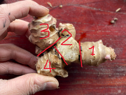 【種芋・今だけ】紅菊芋 種芋5kg 3月〜4月植え付け適期 放任栽培◎