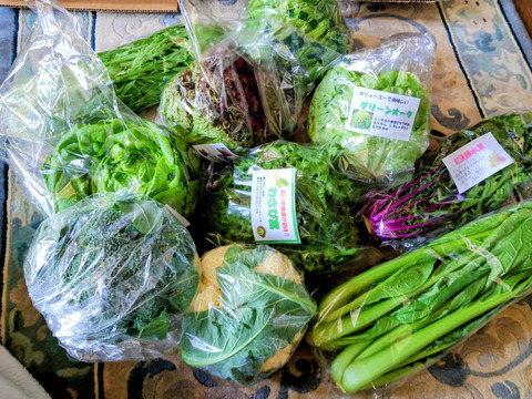【福袋】玉ねぎ7kg🧅とキヌヒカリ玄米5kgその他葉物野菜など5種類以上の野菜セット