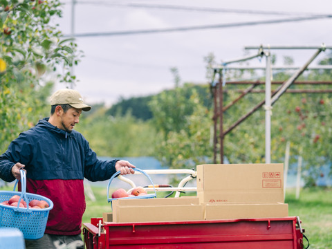 食べるシャンパン！『ピンクレディー®』4.5㎏　18～28玉サイズ
甘酸っぱく濃厚　全国流通量0.015％の希少種　長野県　標高600mの高原からお届け