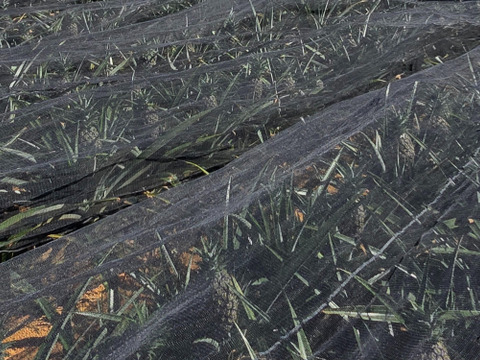 甘さ際立つ！沖縄県産『サンドルチェ』🍍　2玉　2.5kg～