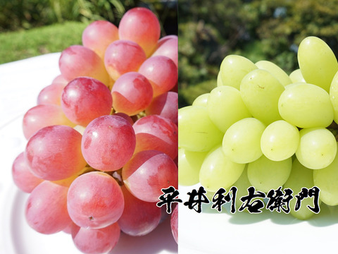 今週発送分で終了予定！【値引き中！】平井利右衛門の赤青ぶどう（コトピー、ジュエルマスカット/計3房）