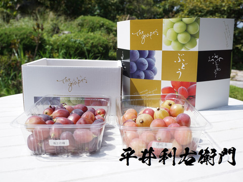平井利右衛門の黒赤ぶどうセット(富士の輝、悟紅玉(ゴルビー)/粒1.5kg)