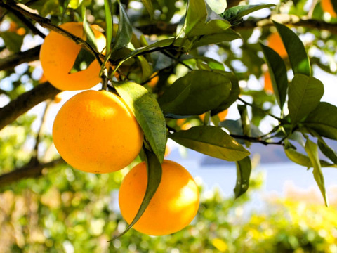 赤い果肉、コクのある甘味！タロッコ（ブラッドオレンジ）約３kg