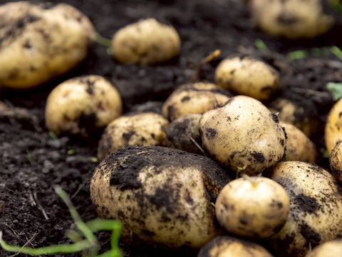 【予約】【極上の甘み】兵庫県但馬産 新じゃが きたあかり５kg