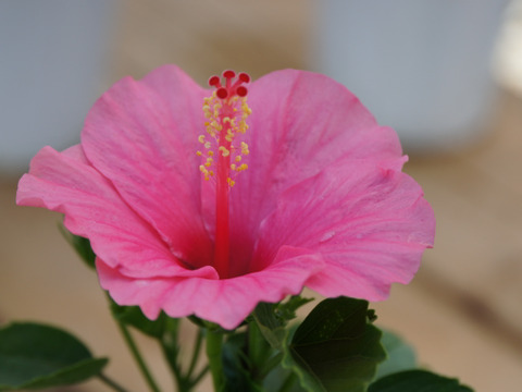 ロングライフハイビスカス  ジュノ[4寸鉢]