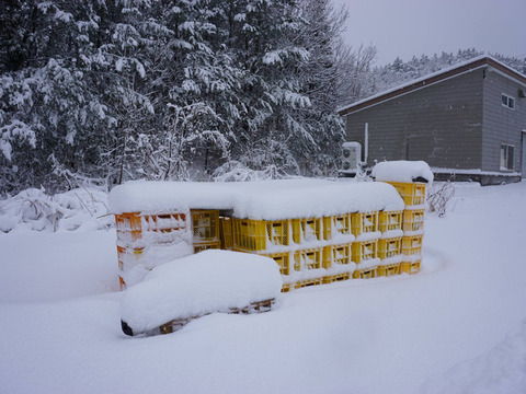 ≪レターパック発送≫アピオス　500g【１月限定】寒さに耐えて甘くなった！