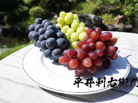 平井利右衛門の黒赤緑ぶどう（ブラックビート/クイーンセブン/シャインマスカット各1房）