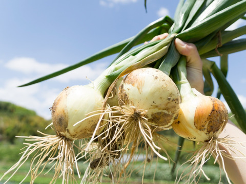 数量限定！淡路島新玉ねぎ　Sサイズ　10㎏箱