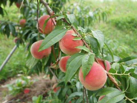 信州産（川中島平産）果汁たっぷり！川中島白桃　６入れ