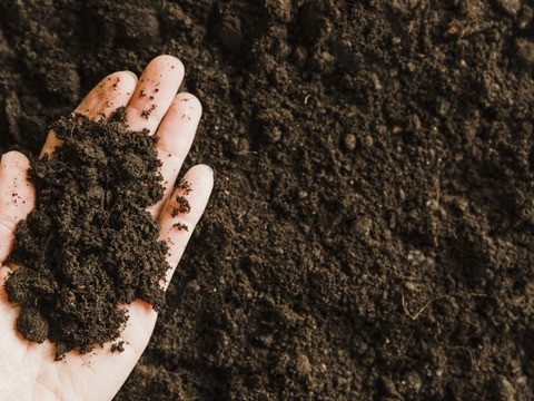 石井食品おまけ付　極旨秩父きゅうり良選【特別栽培、約２㎏】