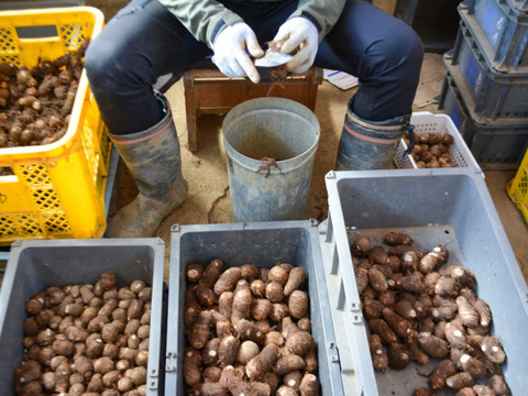 【お得用里芋】土垂　5kg（サイズ無選別）