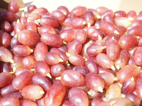 【9/12発送分で終了！】平井利右衛門の赤青ぶどうセット(クイーンセブン、雄宝/粒1.5kg)