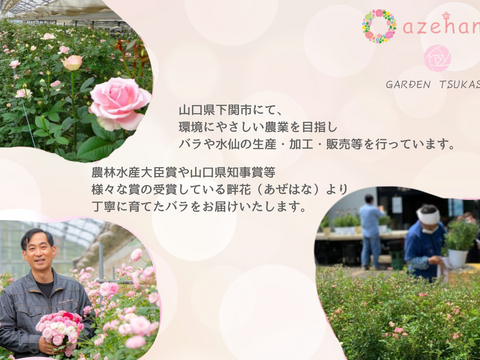 元気を与え、心を明るくするピンクのバラ5号鉢　農家直送