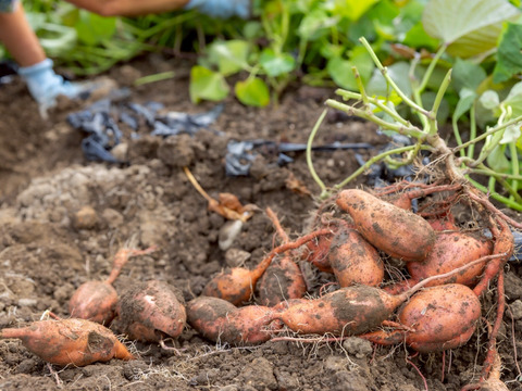 【SS～Sサイズ】ころころ安納芋２０ｋｇ(土付き：箱入)　10月以降～発送予定！　熟成期間１ヶ月超！　さつまいも！