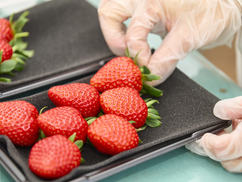 【ご自宅用】完熟収穫のあまりん 230g x 2p