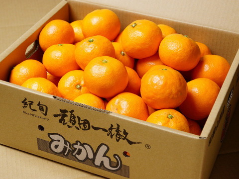 【冬ギフト】『樹上完熟早生みかん』約3kg SS~Lサイズ