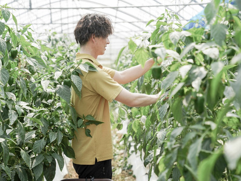 子どももバクバク食べる！沖縄いぜな島産ピーマン【ゆーぴー】1kg