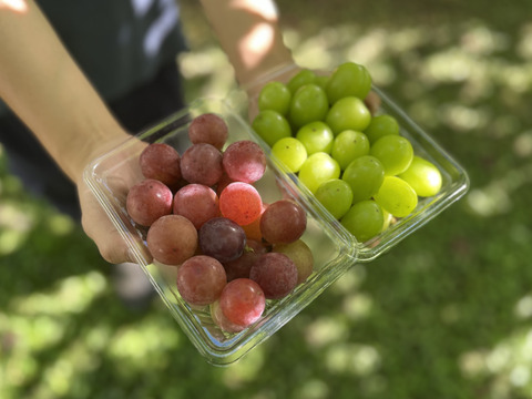 信州の粒ブドウセット【シャインマスカット】×【シナノスマイル】700g [SmSs]