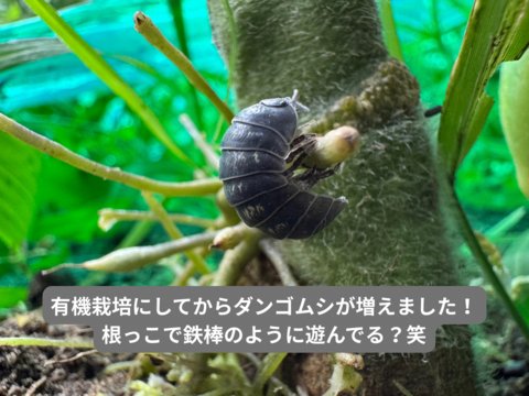 【有機肥料•農薬不使用】喉を潤すジューシーさと飽きない優しい甘み♡福井で生まれた華小町トマト！【1kg】