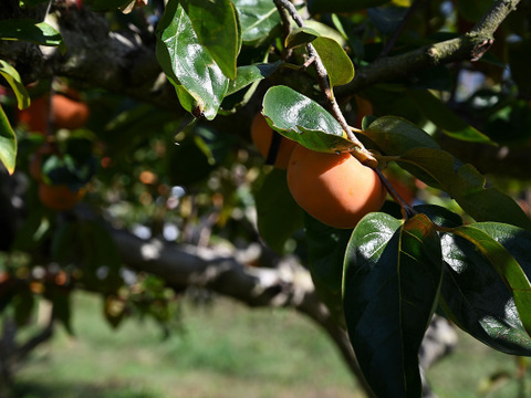 【柿の王様】岐阜県産採れたて！直送富有柿(贈答用 ３Ｌサイズ２０個入)