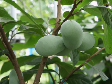 【190×2瓶入】幻のフルーツポポージャム