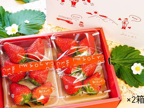 【朝採れ・完熟】食べ比べ３種セット（２Ｌ、1000g）【いちご食べ比べ】