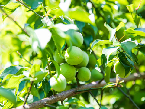 お酒のあてにも！おにぎりの具にも！《梅かつおにんにく&梅とかつお》100g各１個ずつ