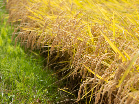 【福袋】ご褒美セット　雪中埋蔵　生酒　純米吟醸酒「白馬そだち」２本＋おつまみ「おかき２袋(塩味・醤油味各1)」