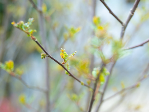 希少な食材！丹波篠山産【花山椒】100㌘：兵庫県産の花山椒