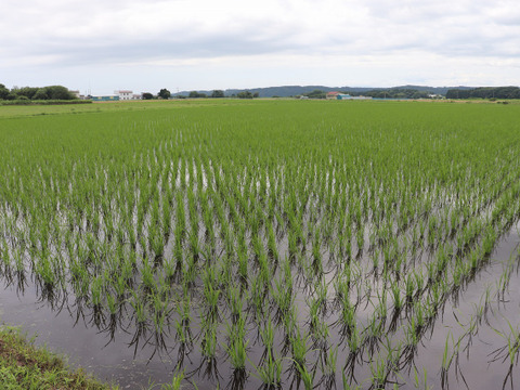 自然栽培（農薬・有機化学肥料不使用）のお米！ 玄米２kg　令和５年産