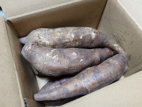 甘みたっぷり！有機JASヤーコン２ｋｇ