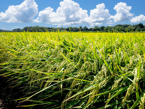 【令和7年新米】あきたこまち精米 9kg 「大谷米」 もっちり甘い 単一農家米100%！