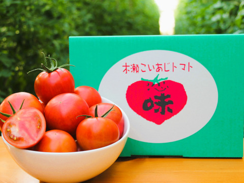 《春の限定》旨みたっぷり 高糖度フルーツトマト"木瀬恋味トマト" 1kg