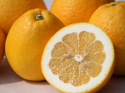柑橘ジュース720ｍｌ　
河内晩柑「和製グレープフルーツ」6個