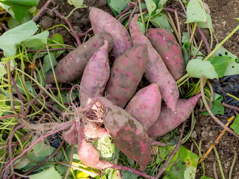 【但馬の大自然からお届け...】紅はるか10ｋｇ(箱入)10月以降～発送予定！　熟成期間１ヶ月超！　さつまいも！