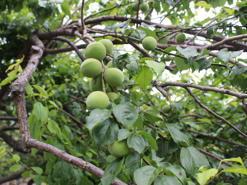 お酒のあてにも！おにぎりの具にも！《梅かつおにんにく》100g✕2