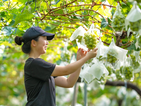 《2024年最後！》粒粒！緑も黄色も詰め詰めシャインマスカット！（ご家庭用、1.5kg）