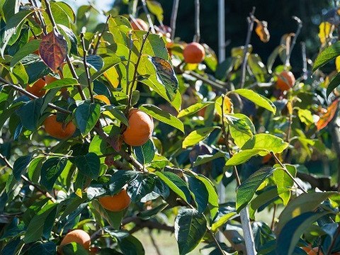 美味しさに自信あり！　甘柿「陽豊」10～1４個3.5kg以上　令和5年・６年・７年「太秋柿」茨城県知事賞を受賞した栽培技術と柿愛あふれる情熱で育てています。