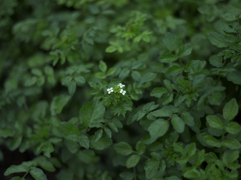 妙高の自然が育てた貴重な自生クレソン 100グラム