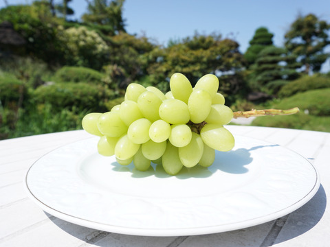 平井利右衛門の黒赤緑ぶどう(ブラックビート・クイーンセブン・サンシャインレッド・ジュエルまたはマスカ/各1房)