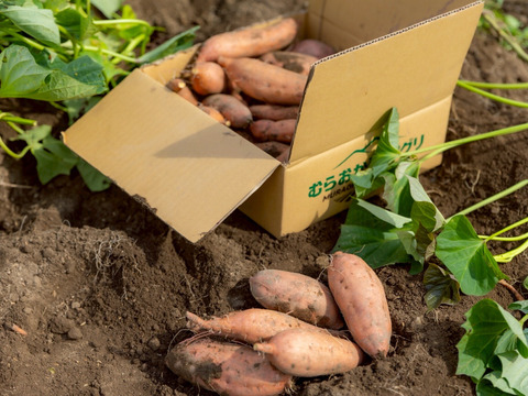 「特別栽培品」【黄金に輝く焼き芋…】安納芋３ｋｇ(箱入)　１１月以降～発送予定！　熟成期間１ヶ月超！　さつまいも！　栽培期間中農薬不使用！