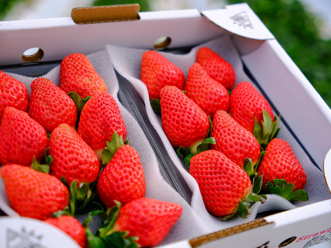 食べ比べ『肥後こまち』と『ゆうべに』ご家庭用パック 各250g×2p