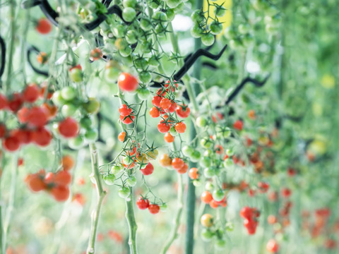 【冷凍】冷ッヒヤで栄養濃縮🍅特別栽培「冷凍宮トマト」1ｋｇ
