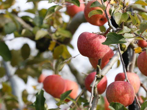 山形県産りんご「サンふじ」家庭用5キロ(13〜20玉)