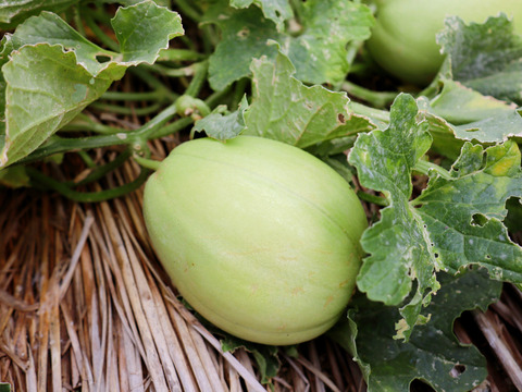 ひとくちで広がるジューシーな甘さ。みずほニューメロン　4個